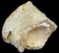 Fossil Brontotherium (Titanothere) Vertebrae - South Dakota #53682-2